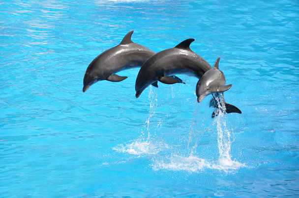 drie dolfijnen - Foto, afbeelding