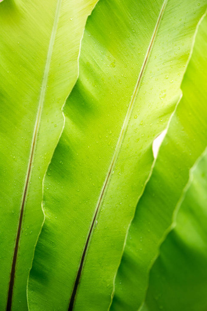 green leave with water drops, bird's nest fern - Foto, Imagem