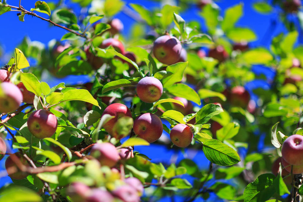 Impressionnante pomme biologique rouge suspendue à une branche d'arbre dans un verger de pommiers d'automne. Grande image des pommes mûres dans le pré fermier prêt pour la récolte. Tableau conceptuel des fruits biologiques
. - Photo, image