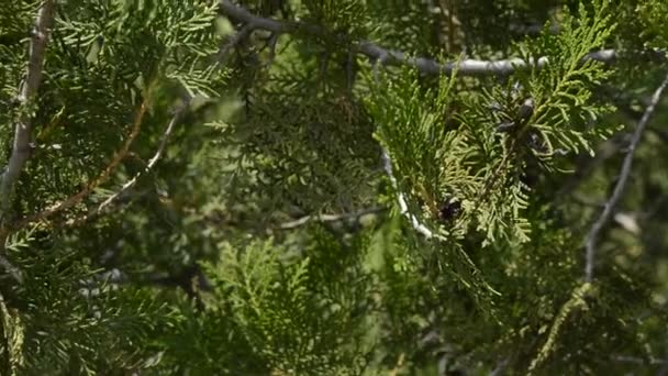 Bacche di ginepro su un ramo, sullo sfondo di alberi
 - Filmati, video
