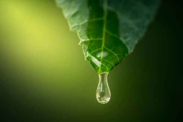 green leaf with water drops - Valokuva, kuva