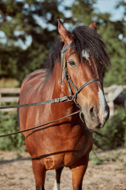 Hermoso caballo marrón, primer plano del hocico, aspecto lindo, melena, fondo del campo, corral, árboles
 - Foto, imagen