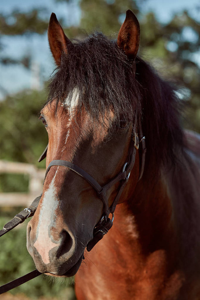 Beautiful brown horse, close-up of muzzle, cute look, mane, background of running field, corral, trees - Photo, Image