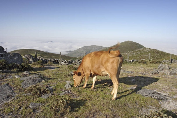 Vaca da raça Barrosan, autóctone, semi-selvagem, em alta montanha do norte de Portugal pastando e balançando a cauda para se livrar das moscas. Luz da manhã
. - Foto, Imagem