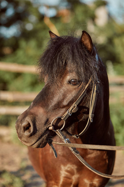 Hermoso pony marrón, primer plano del hocico, aspecto lindo, melena, fondo del campo de juego, corral, árboles
 - Foto, imagen