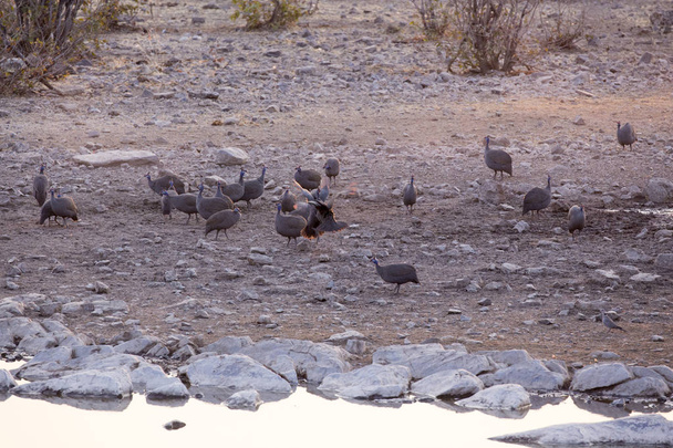 Kaksi kypäräpäistä helmikanaa taistelemassa Etoshan kansallispuistossa, Namibiassa
  - Valokuva, kuva