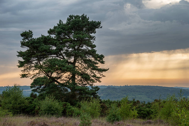 Hermosa imagen de paisaje de atardecer de verano de árbol solo en el bosque con formaciones de nubes de colores
 - Foto, imagen