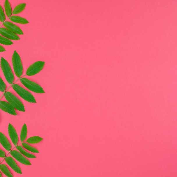 Padrão de vista superior leigo plano criativo com folhas de árvore verde rowan fresco no fundo quadrado rosa brilhante com espaço de cópia no estilo de arte pop duotone mínimo, modelo de quadro para texto
 - Foto, Imagem