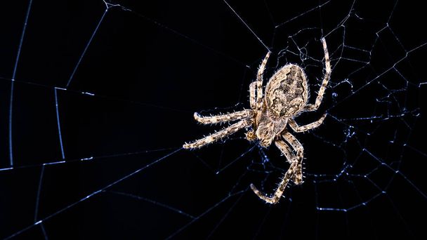Gece ay ışığında örümcek ağı üzerinde büyük köprü örümcek. Larinioides sclopetarius, Araneidae. Güzel kahverengi böcek predator mavi ışıklı web üzerinde tüyler ile. Ürkütücü siyah arka plan, boşluk. Arachnophobia. - Fotoğraf, Görsel