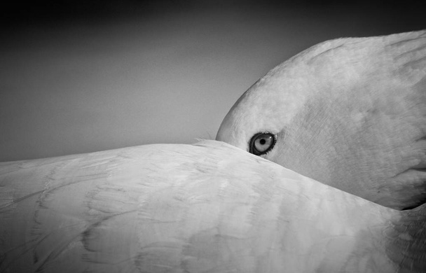 Un'oca che osserva in modo affidabile nascondersi nella sua ala in bianco e nero
 - Foto, immagini