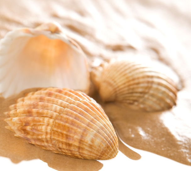 Three shells - Foto, imagen