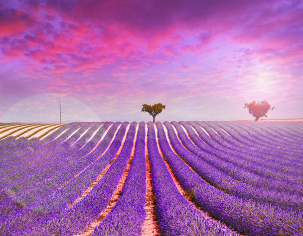 lavender field on pink sunset - 写真・画像
