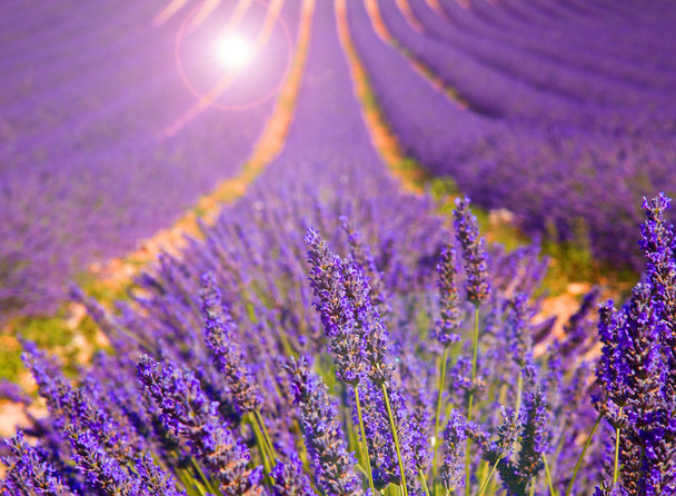 lavender field on pink sunset - Foto, immagini