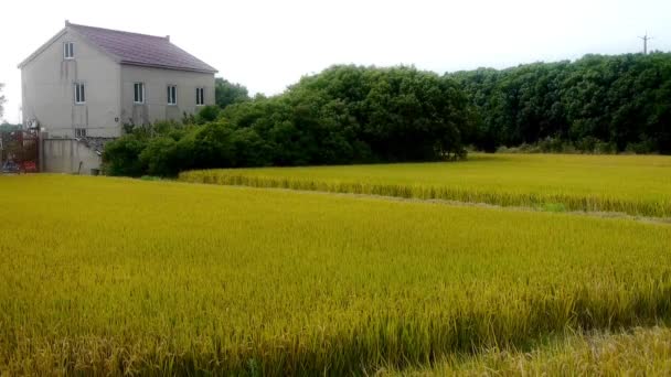 china village,Asian golden rice paddy,wait for the harvest. - Footage, Video