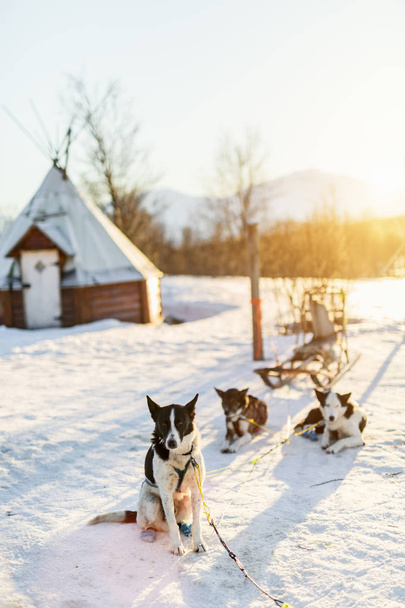 Husky kennel visit in Northern Norway - Photo, Image