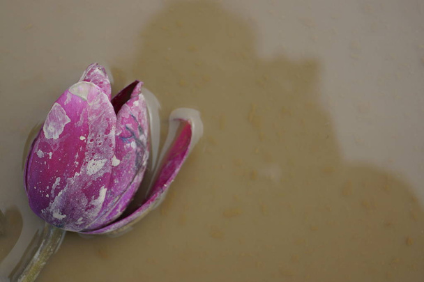 Osamělý fialová Tulipán v louži  - Fotografie, Obrázek