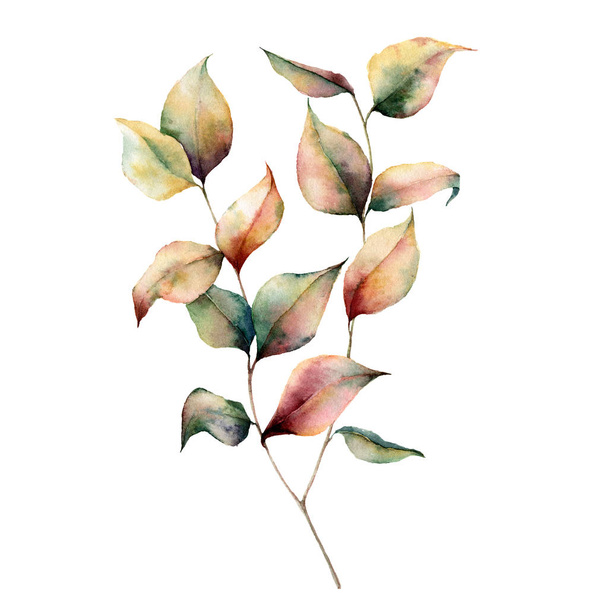 Watercolor autumn plant bouquet. Hand painted leaves and branch isolated on white background. Botanical illustration for design. Fall print. - Zdjęcie, obraz