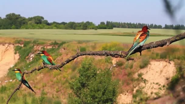 colored birds in marriage dances - Footage, Video