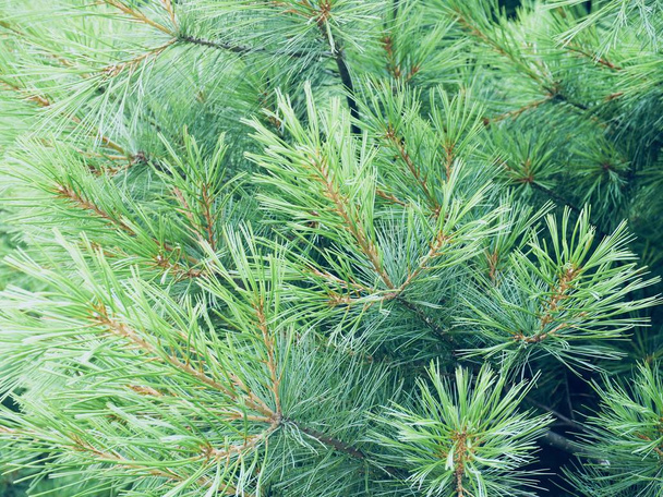 Koreje pine jehly krajina - Fotografie, Obrázek