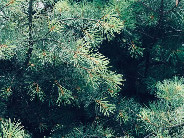 Koreje pine jehly krajina - Fotografie, Obrázek