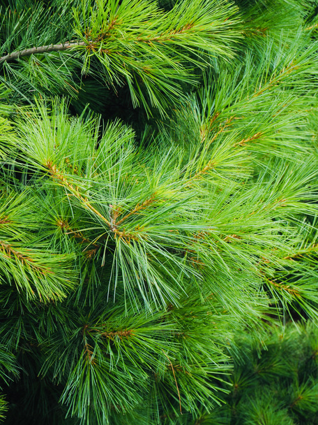 Korea's pine needle landschap - Foto, afbeelding