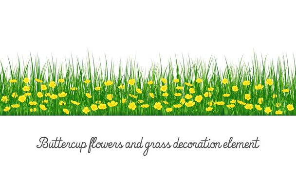 Buttercup цветы и трава украшения элемент, изолированные на прозрачном фоне, мультфильм векторной иллюстрации
. - Вектор,изображение