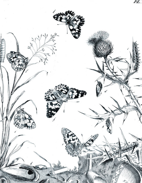 Illustration of insects with flowers. - Zdjęcie, obraz