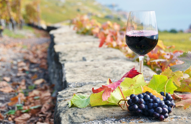 glas rode wijn en een tros druiven. Lavaux-gebied, switzerlan - Foto, afbeelding