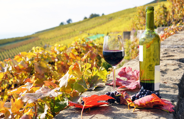 Красное вино в регионе Лаво Швейцария
 - Фото, изображение