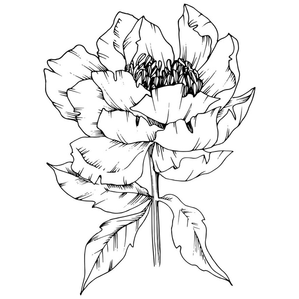Wildflower peony in a vector style isolated. Full name of the plant: peony. Vector flower for background, texture, wrapper pattern, frame or border. - Vecteur, image