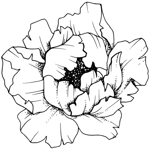 Wildflower piwonia w stylu wektor na białym tle. Pełna nazwa zakładu: piwonia. Vector kwiat dla tła, tekstura, wzór otoki, ramki lub granicy. - Wektor, obraz