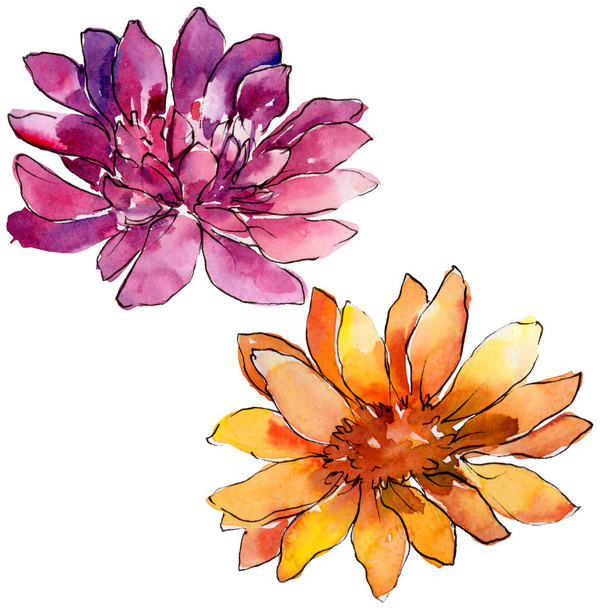 Vesiväri värikäs afrikkalainen päivänkakkara kukka. Kukka kasvitieteellinen kukka. Eristetty kuvaelementti. Aquarelle luonnonkukka tausta, rakenne, kääre kuvio, runko tai reunus
. - Valokuva, kuva