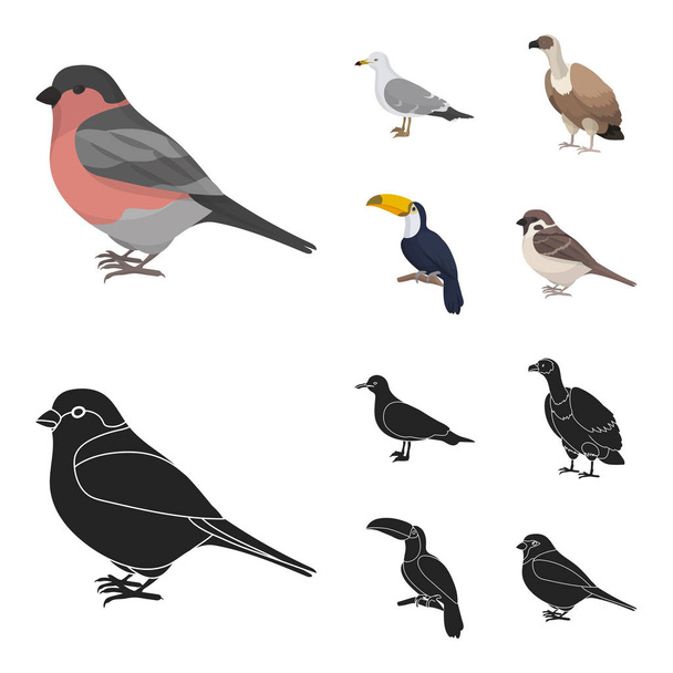Gull, toucan and other species. Birds set collection icons in cartoon,black style vector symbol stock illustration web. - ベクター画像