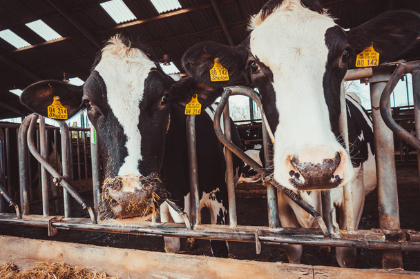 Cows in a farm. Dairy cows. Cowshed - Fotó, kép