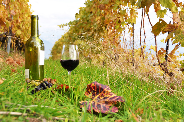 üveg- és borospohár között szőlőültetvények régióban lavaux, Svájc - Fotó, kép