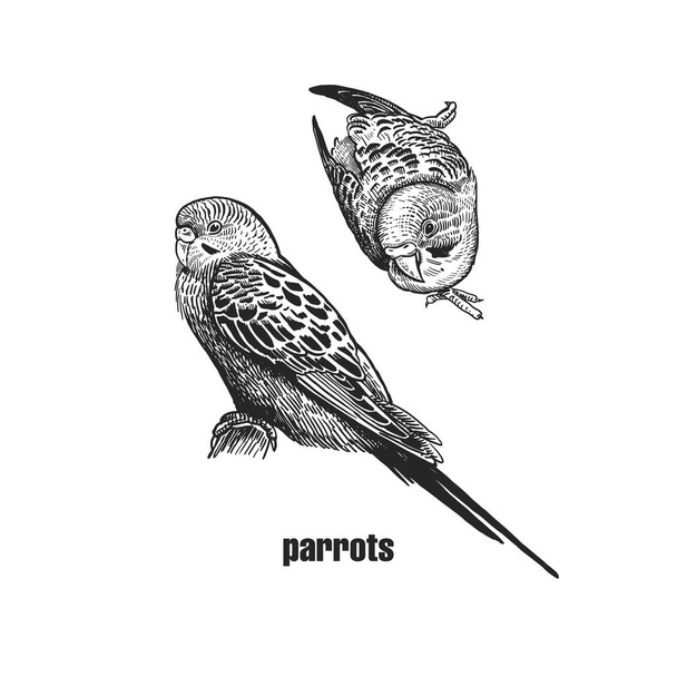 Wavy parrots. Realistic birds budgies isolated on white background. Hand drawing of bird from wild. Black and white . Vector illustration. Vintage engraving style. Nature concept - Vector, imagen