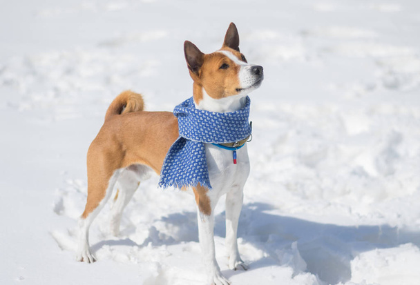 Volwassen Basenji hond staande op een verse sneeuw en opzoeken - Foto, afbeelding
