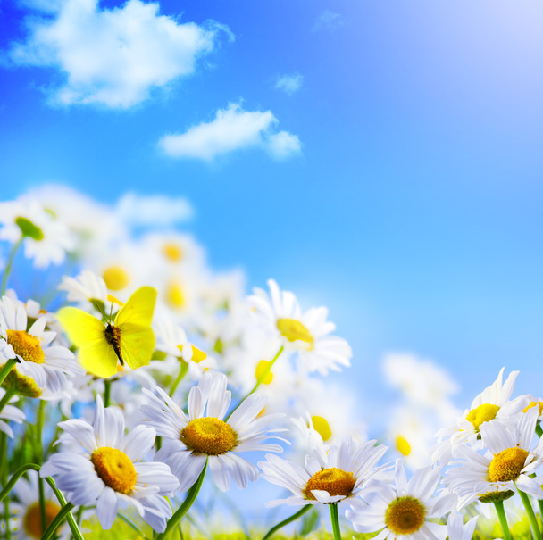 spring background - Photo, Image