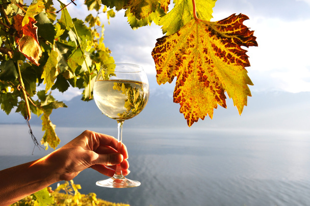 copa de vino en la mano contra el lago de Ginebra en la región de Lavaux, Swit
 - Foto, imagen