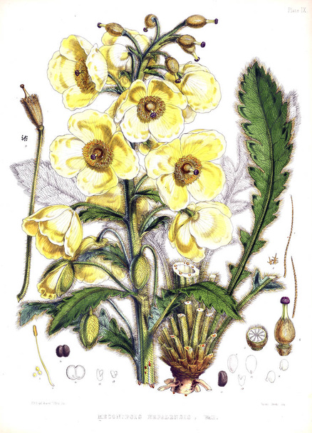 Illustration of plant. Old image - Fotoğraf, Görsel