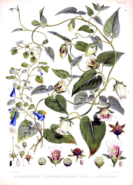 Illustration der Pflanze. altes Bild - Foto, Bild