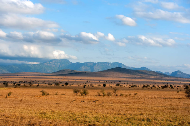 krajobraz sawanny w Parku Narodowego Kenii, w Afryce - Zdjęcie, obraz