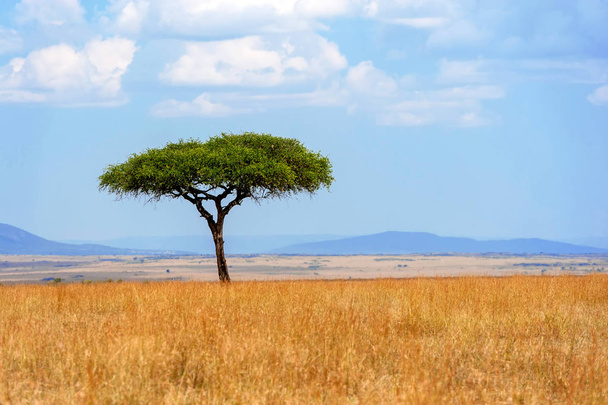 Beautiful landscape with nobody tree in Africa - Photo, Image
