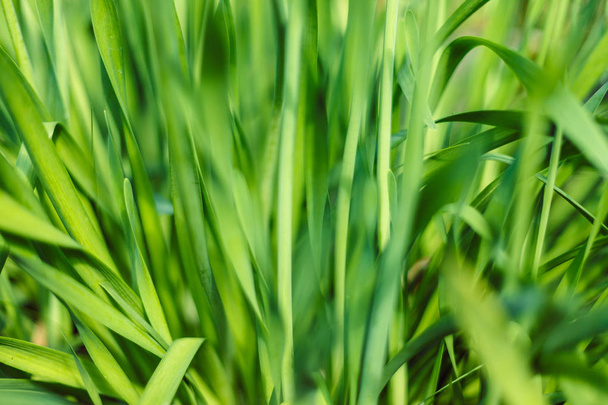 Fresh green grass with water droplet in sunshine - Zdjęcie, obraz