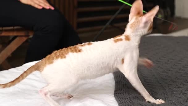 Cornish Rex is a cat with unusual hair, big ears and eyes. In the video they play, run and jump. - Imágenes, Vídeo