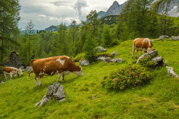 vacas en los alpes austriacos. paisaje de montaña en Austria
 - Foto, imagen