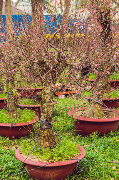 pink blooming trees in honor of the Vietnamese new year. Lunar new year flower market. Chinese New Year. Tet. - Foto, Imagen