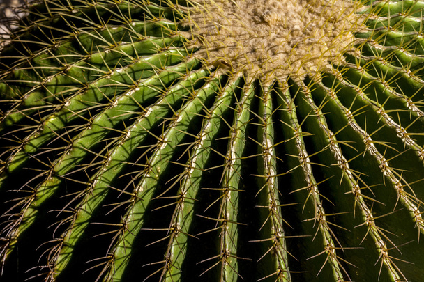 detail van cactus plant in botanische tuin - saigon - Foto, afbeelding