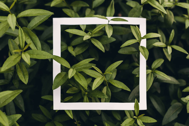 Green leaf background with concept design white frame border - Photo, Image