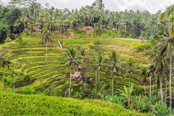 Green cascade rice field plantation at Tegalalang terraces, Bali, Indonesia. - Photo, image